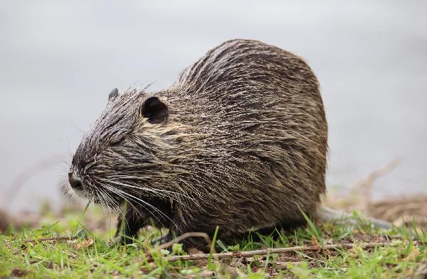 Une loutre