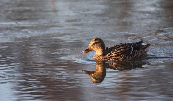 Le canard